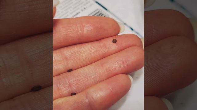 МИМОЗА СТЫДЛИВАЯ-выращиваю необычное комнатное растение из семян