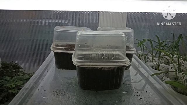 Обзор всходов цветов и овощей. Томаты, перцы, баклажаны,петуния ...