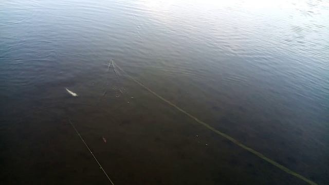 Проверка закидушек. 18.09.23г.