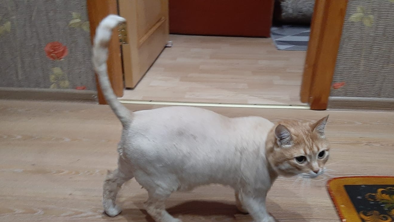 Стрижка Лексуса