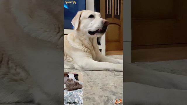 Душевная гармония