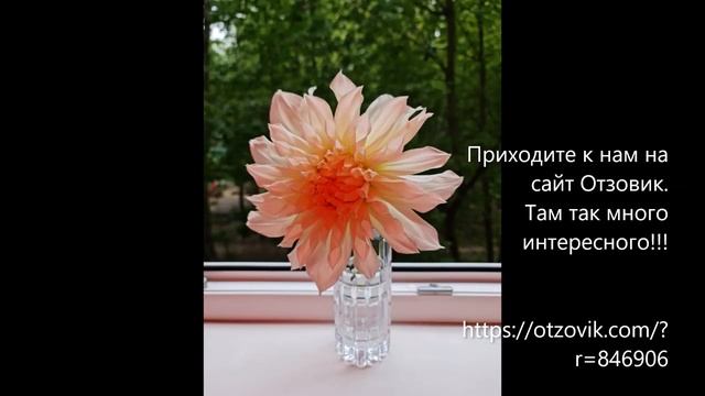 Георгин рассказывает о лампе для фотографа.
Есть отзыв о лампе смотри ссылку ниже в описании к видео