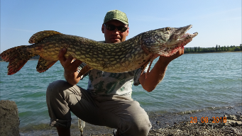 На живца трофейная щука.