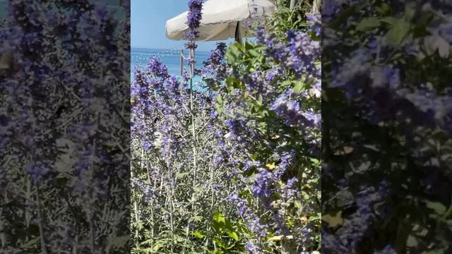 Колибри в Rixos Water World Aktau. Казахстан.