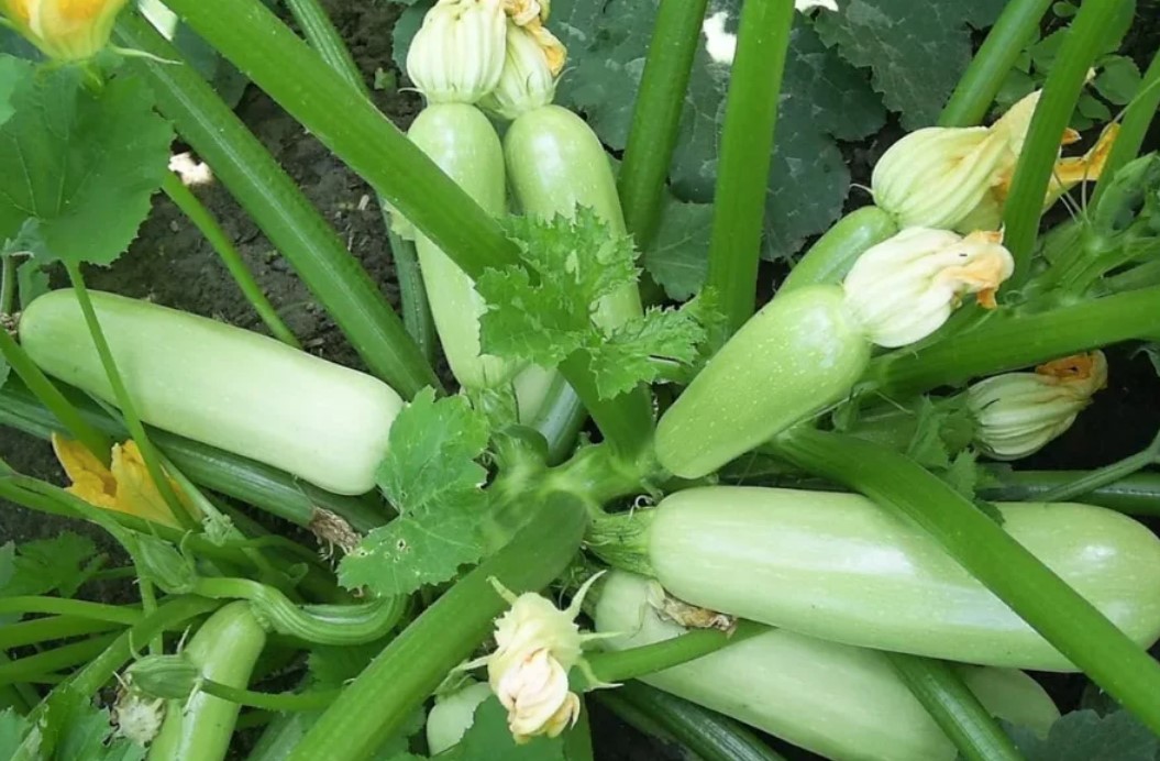 СУПЕР УРОЖАЙНЫЕ И НЕПРИХОТЛИВЫЕ КАБАЧКИ ДЛЯ УРАЛА.РЕКОМЕНДУЮ!