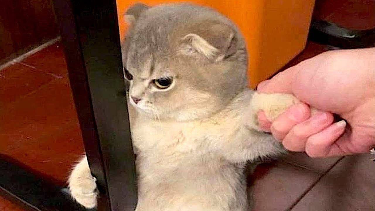 ПРИКОЛЫ С КОТАМИ - С ОЗВУЧКОЙ - Самые Смешные Животные - Смешное видео с котами!