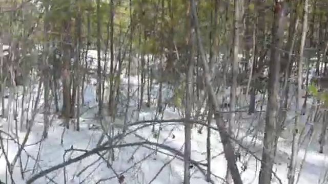 Ориентирование в тайге, квартальный столб и карта