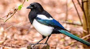 Полёт СОРОКИ. Осознанный массаж. .MP4