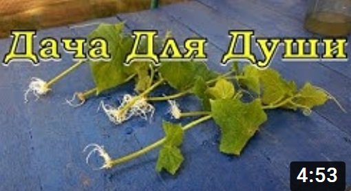 Укореняем пасынки ОГУРЦОВ для второго оборота