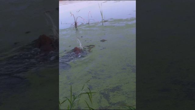 Спаниель охота на уток открытие охоты первая подача с воды