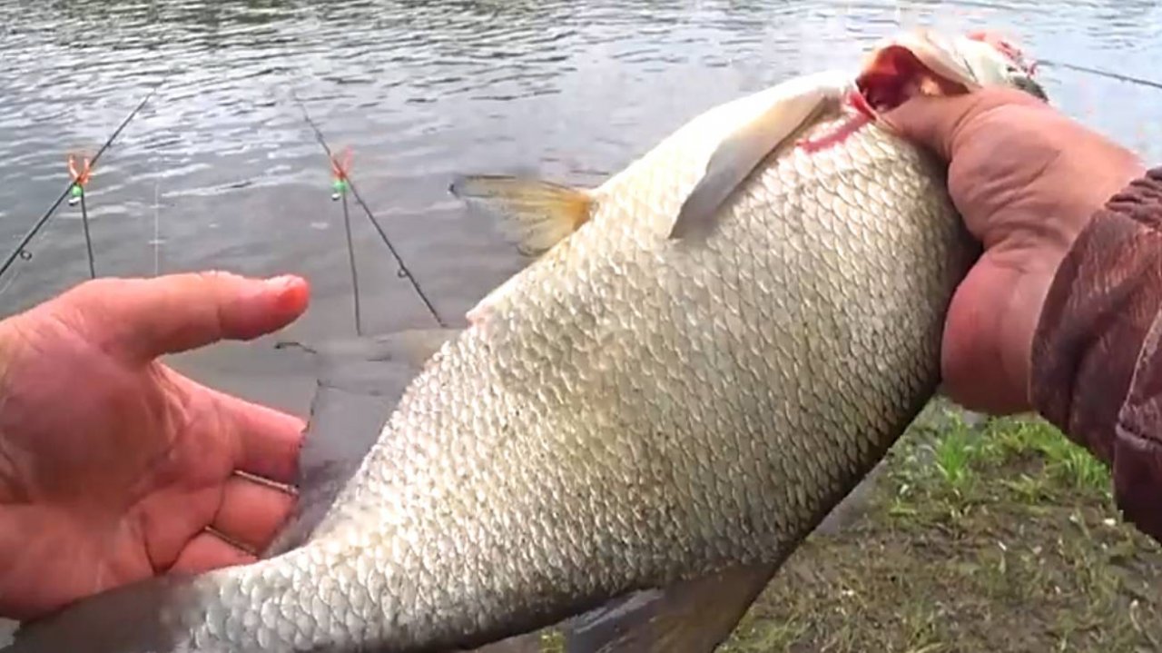 ЛОВЛЯ ЛЕЩА НА САЛО И КУКУРУЗУ ! Рыбалка на донки! Рыбалка на Оке!