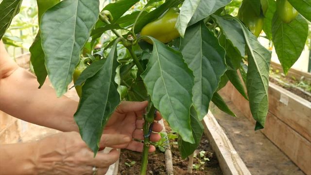 СЛАДКИЙ ПЕРЕЦ РЫЖИЙ ЛИС