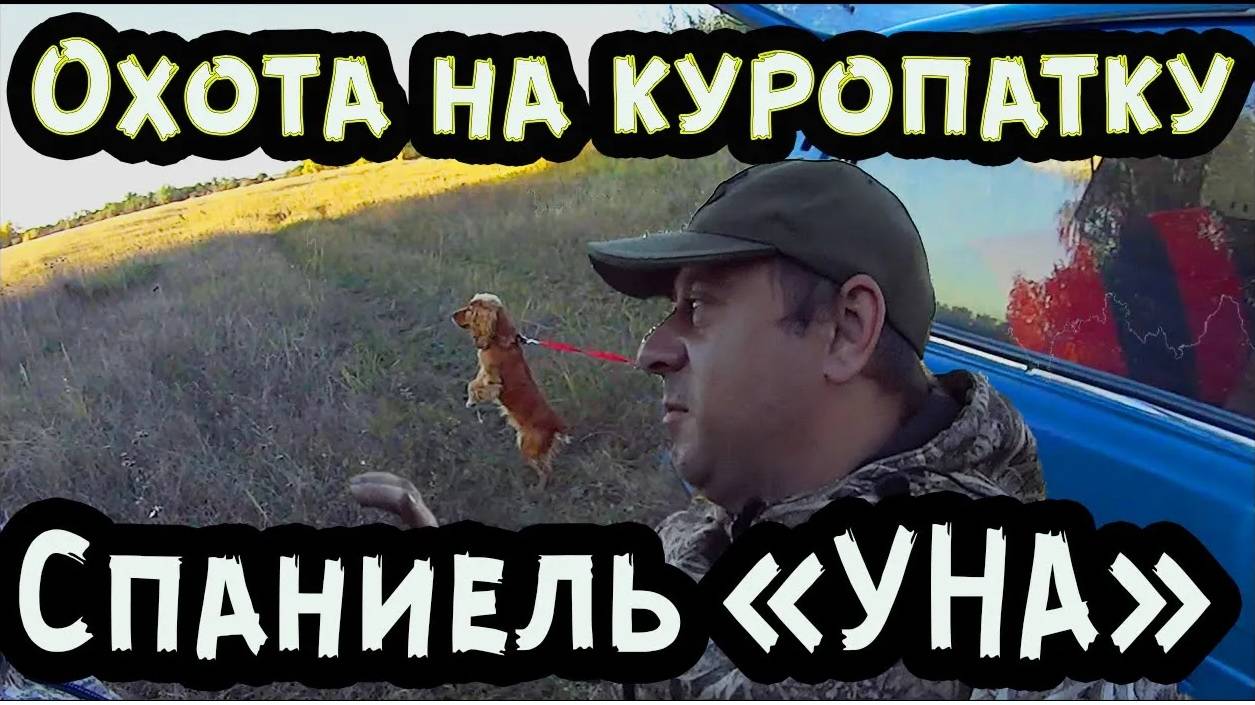 Охота на куропаток. Спаниель «УНА».