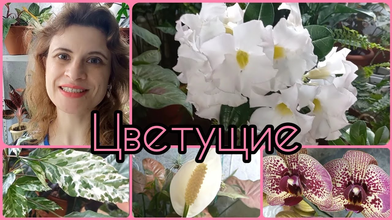 Цветущие растения?Адениумы?Орхидеи?Спатифиллум?Гибискус?Хойи?Декабристы?Условия?Уход?Содерж