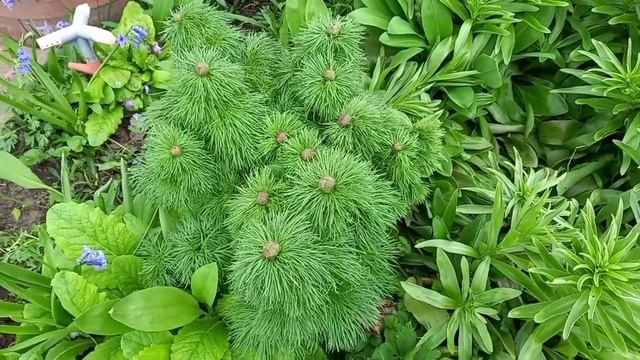 #Сад моей подруги.Цветет Магнолия..mp4