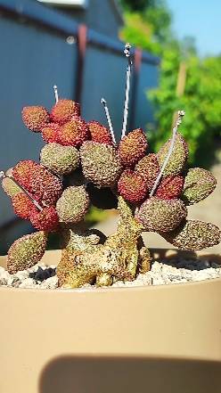 Пересадка Adromischus Marianiae Herrei
