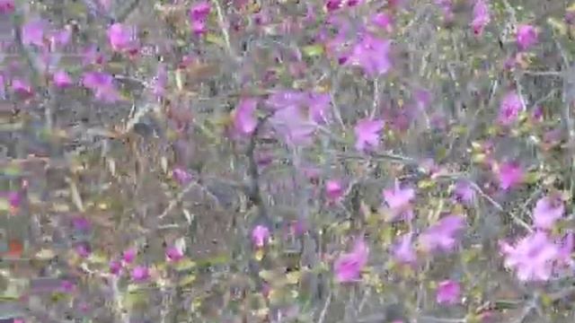 Тайга. Рододендрон даурский. Где-то на сопках