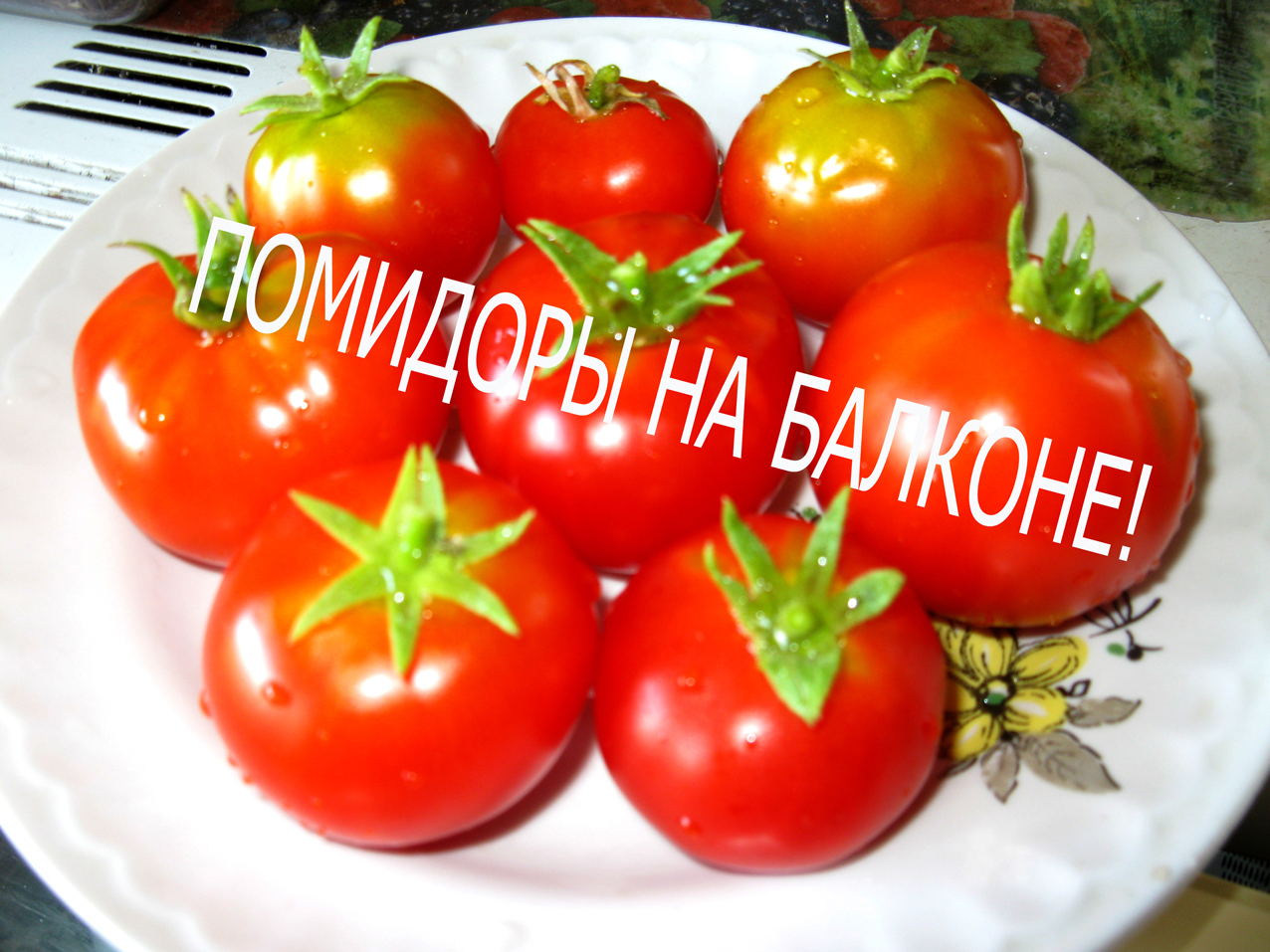 Помидоры на балконе. Домашние. Помидоры. Помидорчики. На балконе. Выращиваю круглый год. Сорт. Вау !
