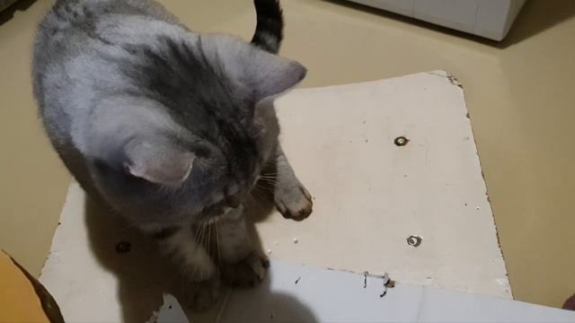 Кот Саймон играет с картонкой!