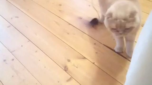 Поиграем с котиком Ешкой.