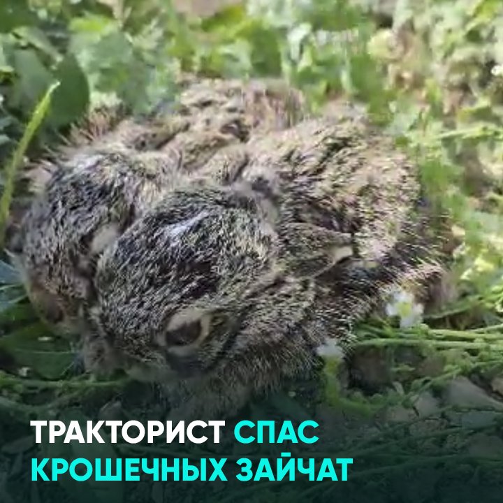 Тракторист спас крошечных зайчат