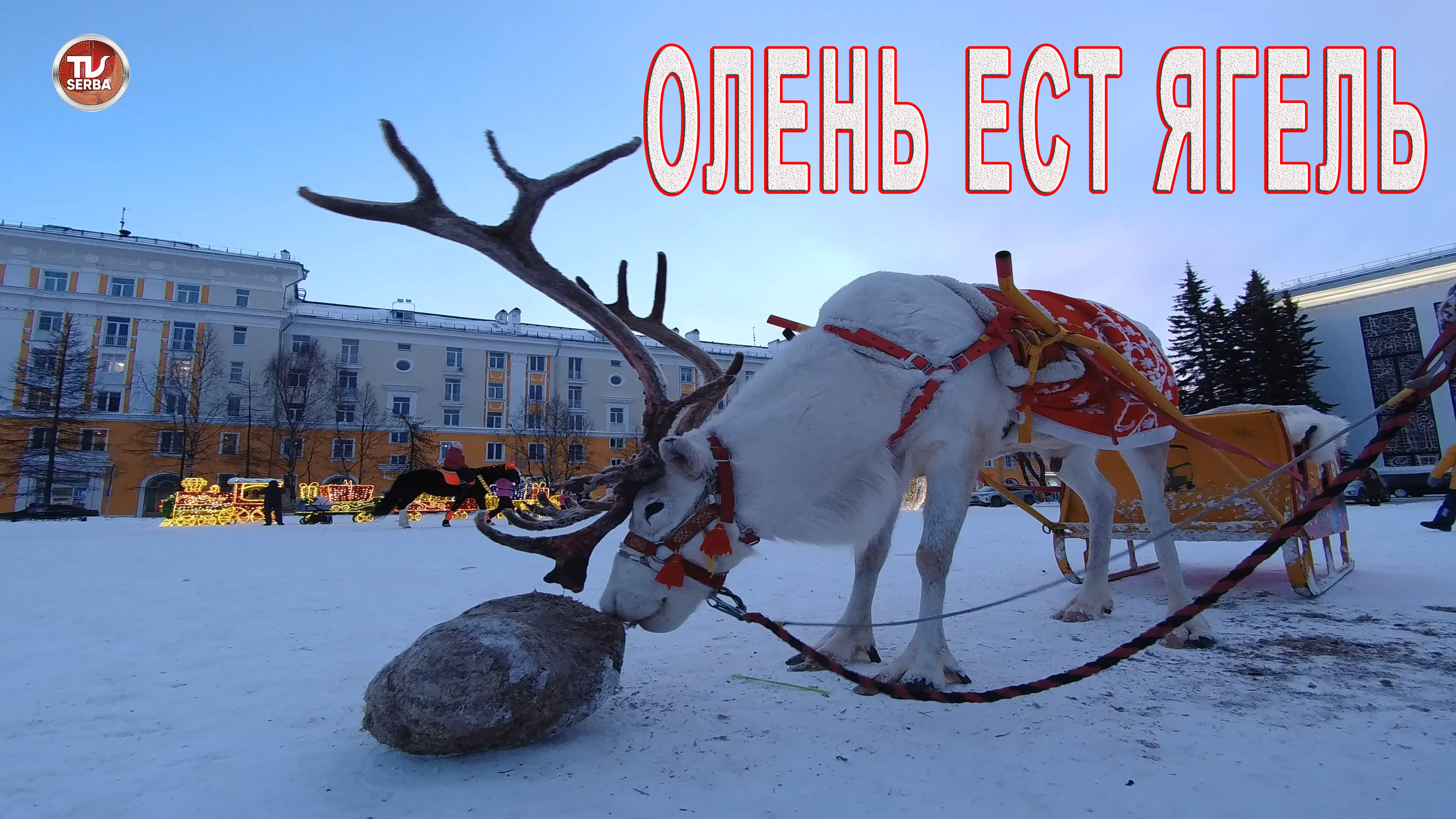 Рождество Русский Север ? 2023 год  СЕВЕРНЫЙ ОЛЕНЬ  / СербаТВ ?