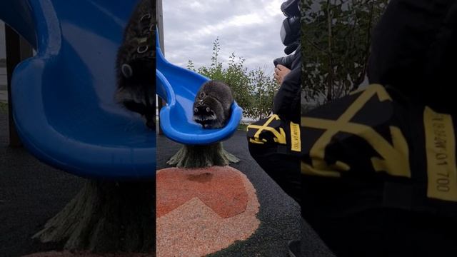 енот Витя катается на горке #shorts