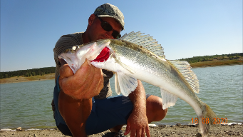 Судак Щука Окунь на живца лето.2019.