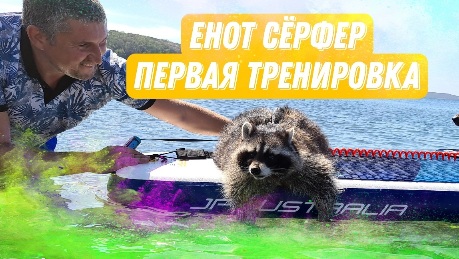 Енот Витя впервые встал на сап. Купили доску