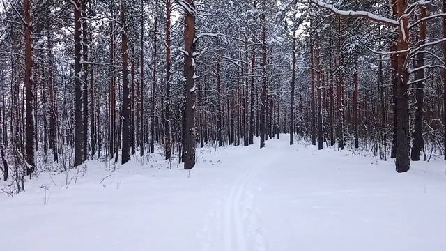 В лес за призраками волков