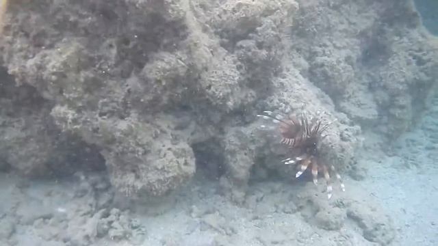 Рыбы Красного моря, Крылатка индийская, Pterois miles, Devil firefish , fish in red sea Egypt.