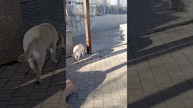 Алиса `24... и Луна