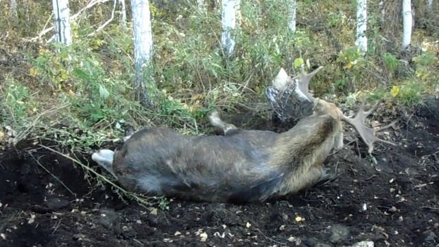 Жуткие последствия ДТП с дикими животными.