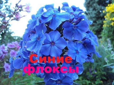 Синие флоксы