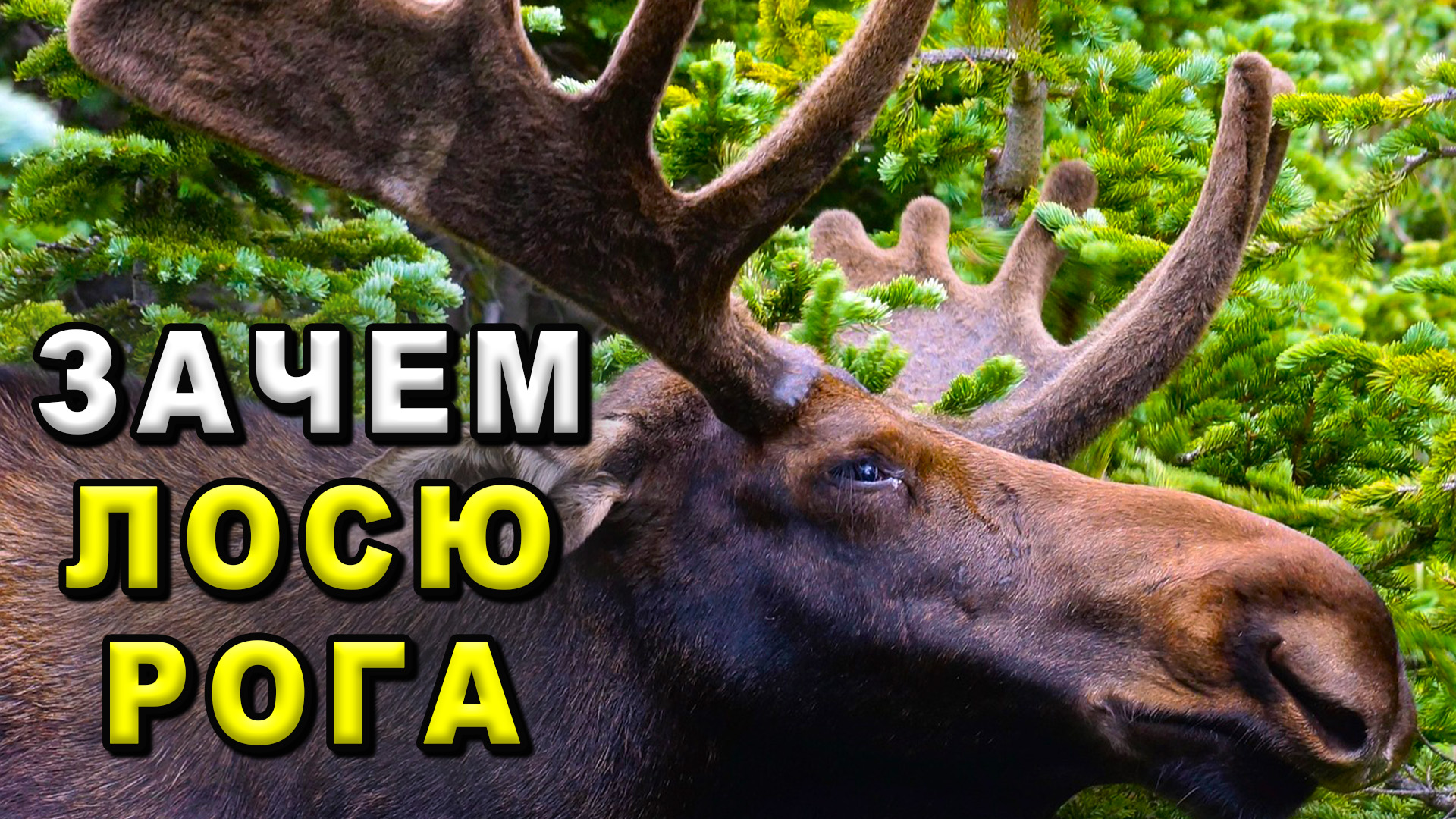 Зачем лосю рога