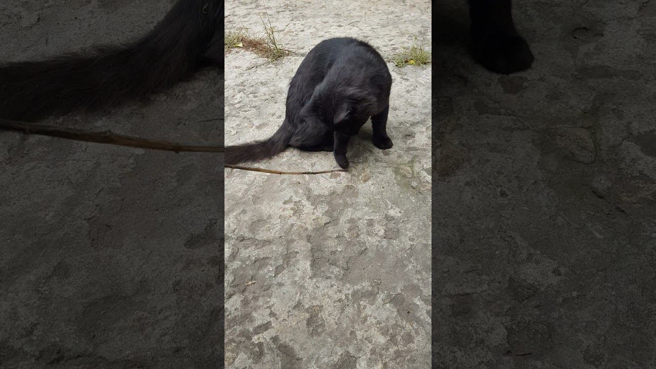 кот закрутился...