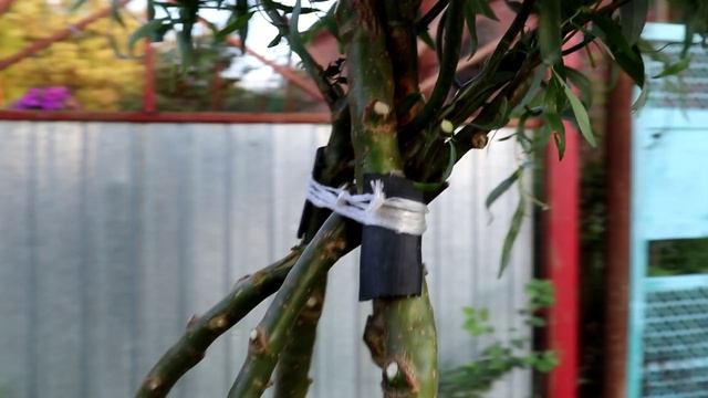 МОЙ САД. ИДЁМ ОТ ПРОСТОЙ ОБРЕЗКИ КУСТОВ К ТОПИАРНОЙ РАБОТЕ.