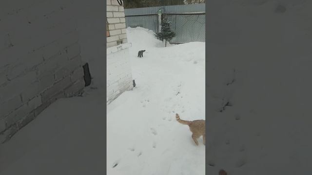 Обед у котиков ?