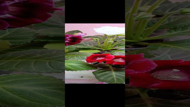 как я поливаю свои глоксинии ☺