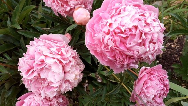 пион SARAH BERNHARDT