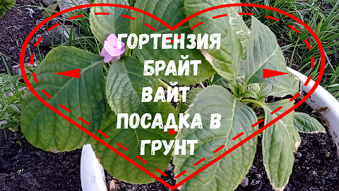 ГОРТЕНЗИЯ БРАЙТ ВАЙТ ПОСАДКА В ГРУНТ #гортензиякрупнолистная#брайтвайт#крупнолистнаягртензияпосадкав