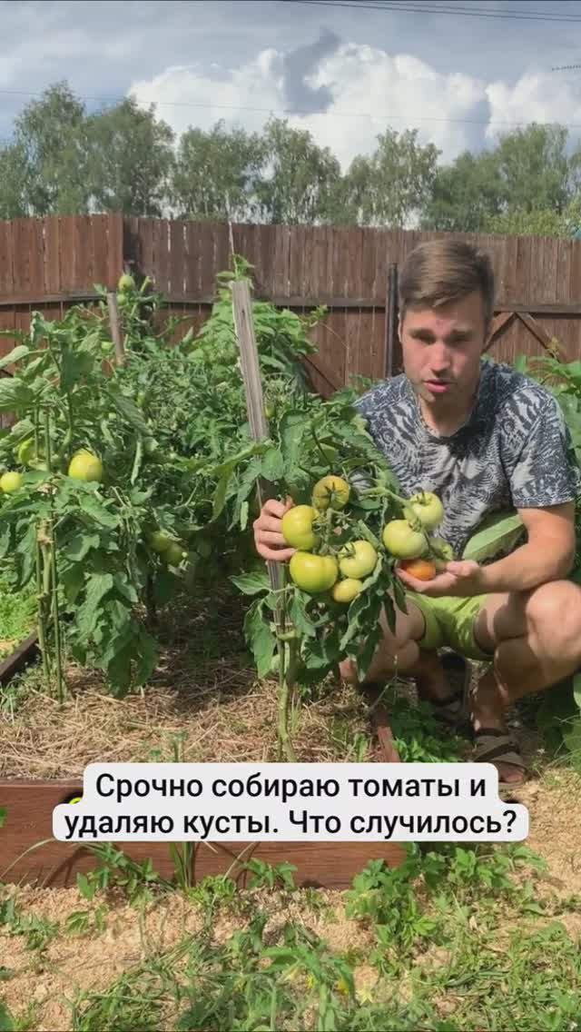 Срочно собираю томаты и удаляю кусты. Что случилось – ответ в видео.