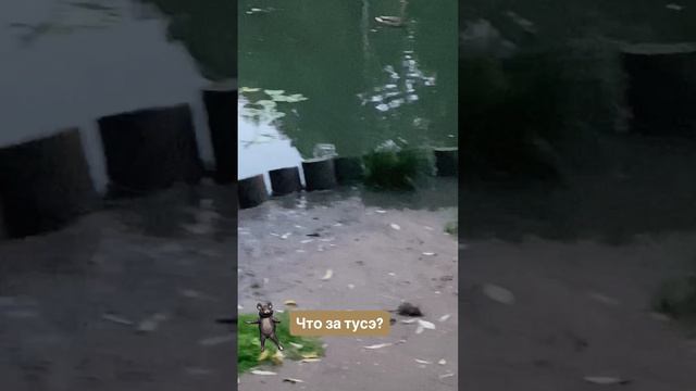 Что за тусэ_ Крысы