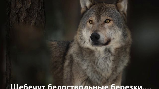 Щебечут белоствольные березки. Валерий Гурков. Композитор Елена Анненкова. Стихи