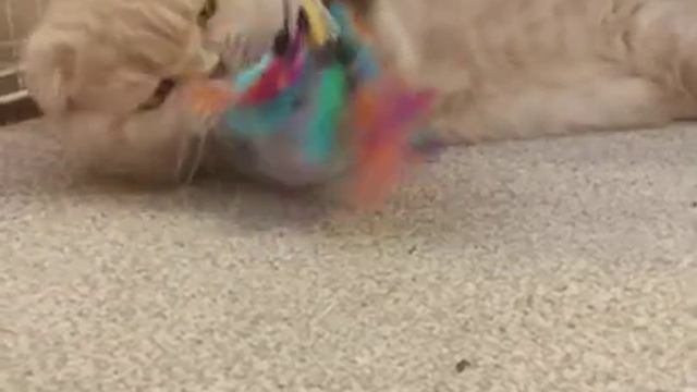 Котику Ешке купили новую игрушку!