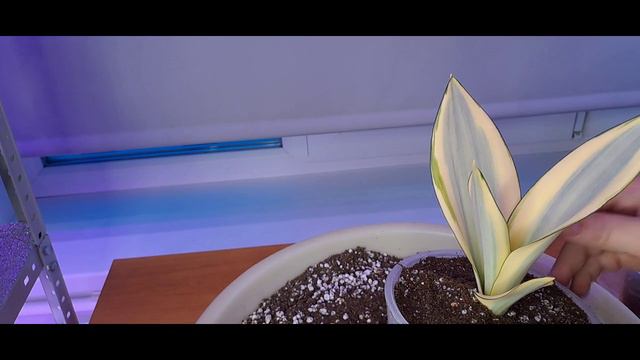 Пересаживаем сансевиерию Сплеш с Осмокотом.