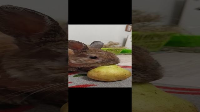 Любите ли вы грушу так, как ее любит Ирискин