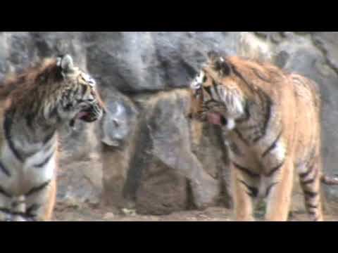 Корея 2009 10 2 Зоопарк