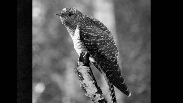 "Кукушка" (Коренблит - Кедрин). Мегапроект "Экология русского языка. Синтез слова и музыки"