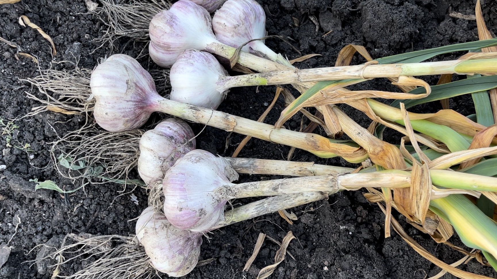Чеснок озимый. Урожай 2023.